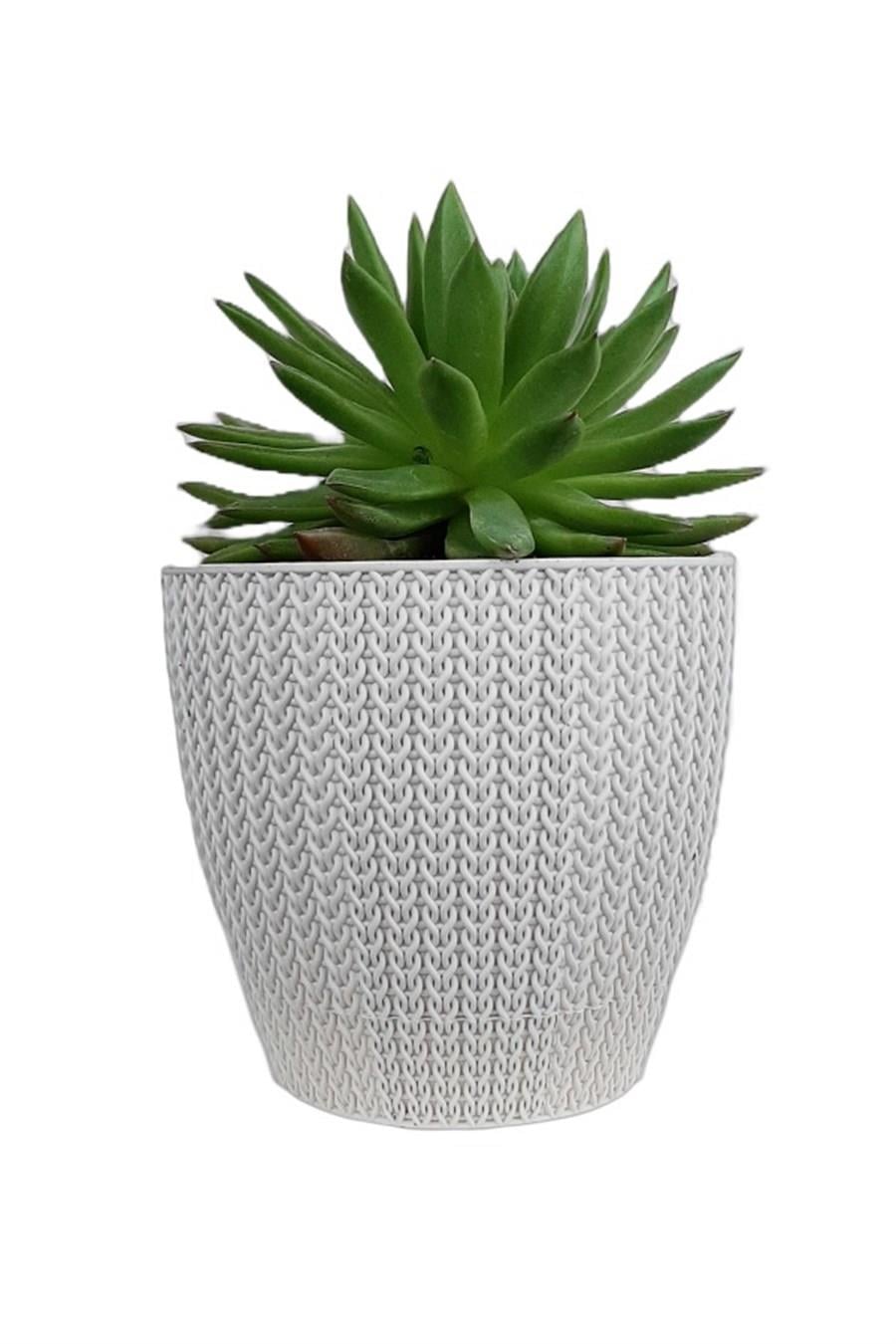 Beyaz Sümela Saksıda Echeveria Agavoides | Aloe