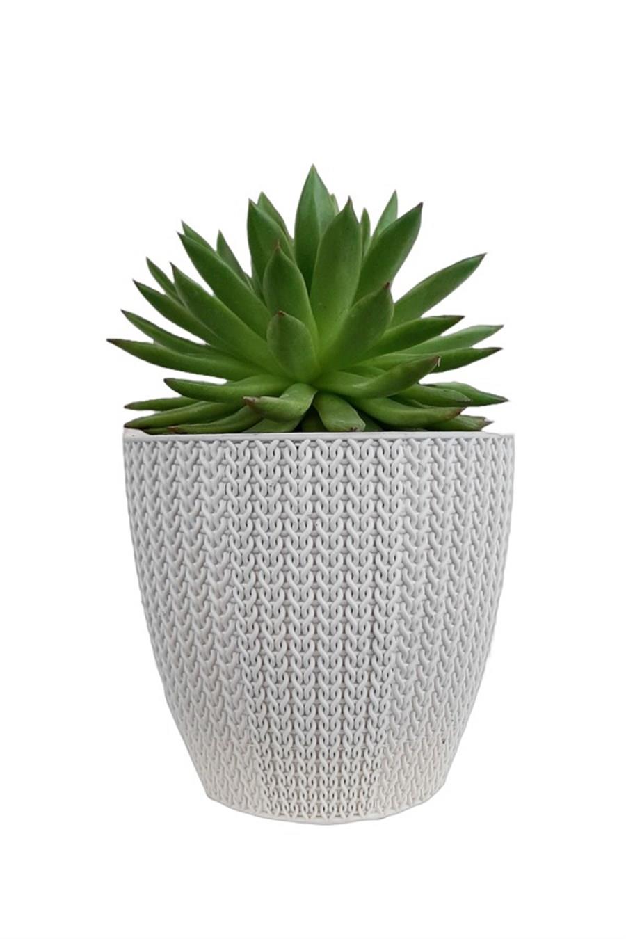 Beyaz Sümela Saksıda Echeveria Agavoides | Aloe