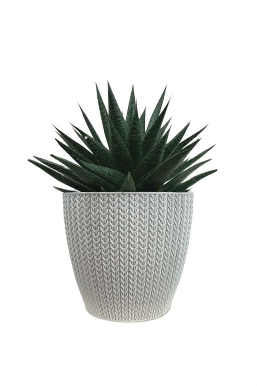 Beyaz Sümela Saksıda Gasterworthia | Diğer Sukulent Cinsleri