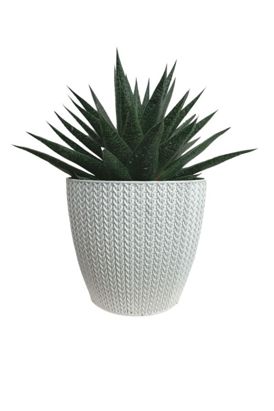 Beyaz Sümela Saksıda Gasterworthia | Diğer Sukulent Cinsleri