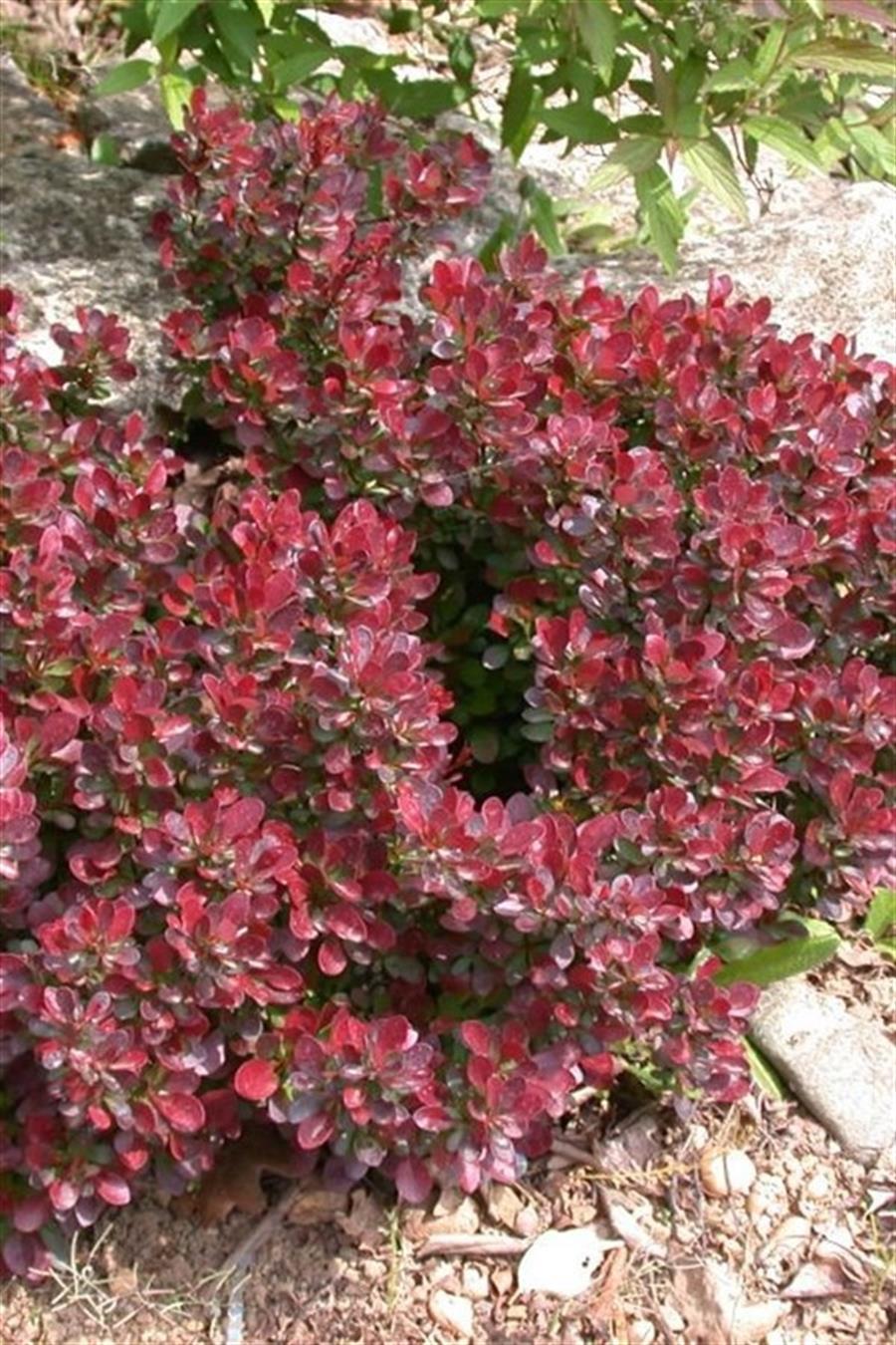Bodur Berberis