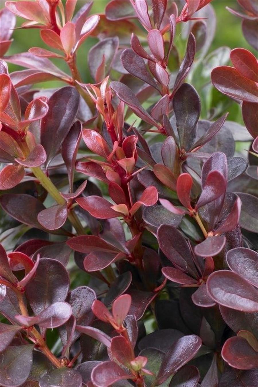 Bodur Berberis