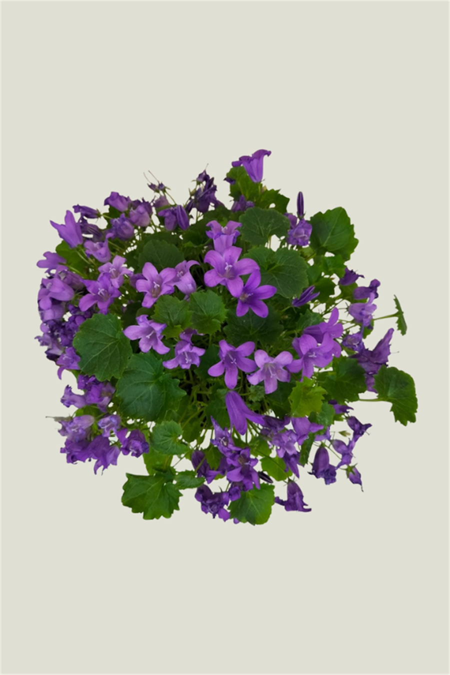 Campanula (Maviş Çiçeği) | Çalılar ve Çit Bitkileri