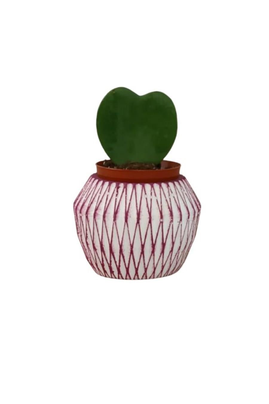 Çapraz Desenli Saksıda Hoya Kerri | Sukulentler