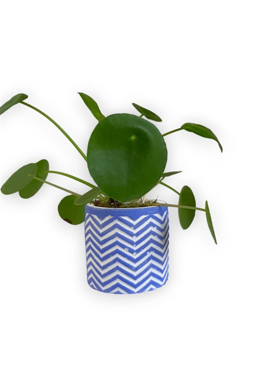 Çin Para Bitkisi | Mini Pilea | Mavi Saksıda | Yapraklı Salon Bitkileri