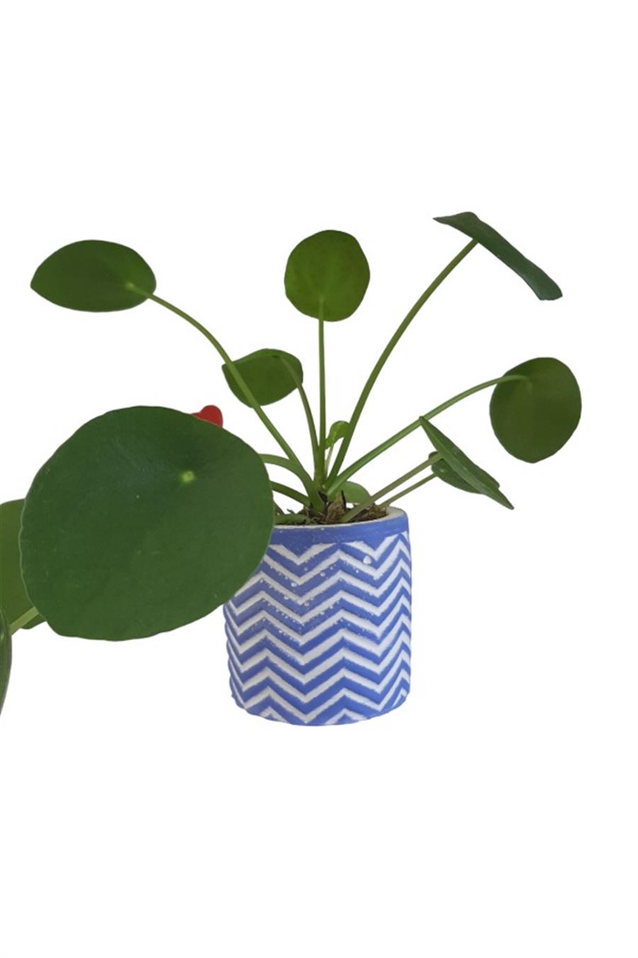 Çin Para Bitkisi | Mini Pilea | Mavi Saksıda | Yapraklı Salon Bitkileri