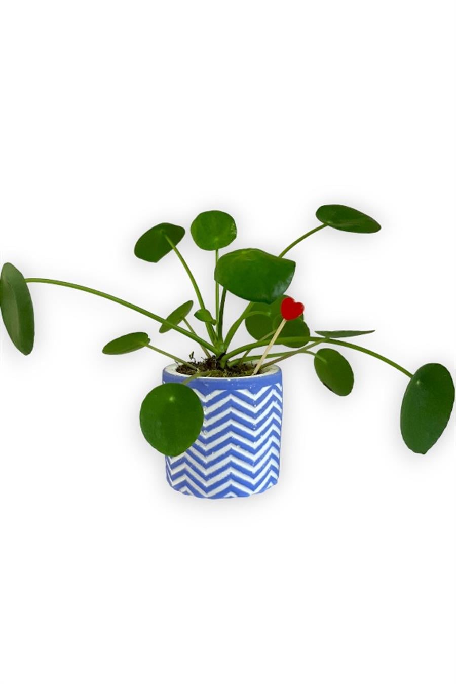 Çin Para Bitkisi | Mini Pilea | Mavi Saksıda | Yapraklı Salon Bitkileri