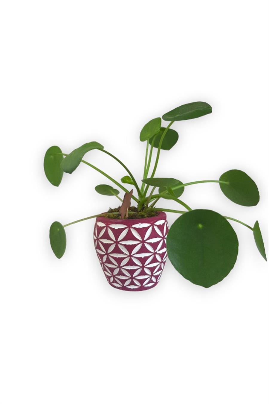 Çin Para Bitkisi | Mini Pilea | Pembe Desenli Saksıda | Yapraklı Salon Bitkileri