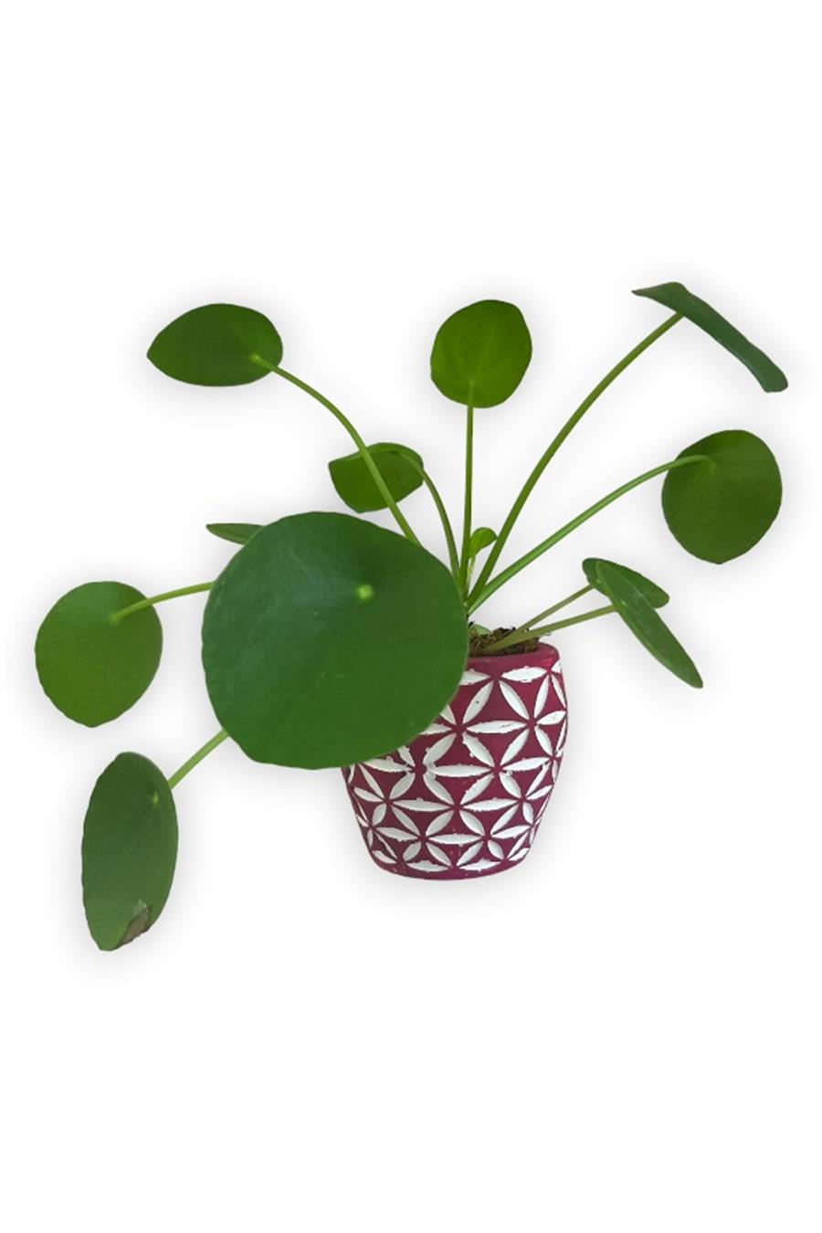 Çin Para Bitkisi | Mini Pilea | Pembe Desenli Saksıda | Yapraklı Salon Bitkileri