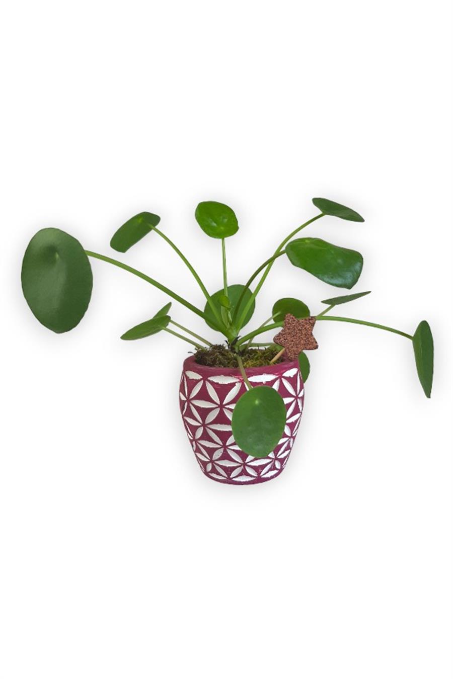 Çin Para Bitkisi | Mini Pilea | Pembe Desenli Saksıda | Yapraklı Salon Bitkileri