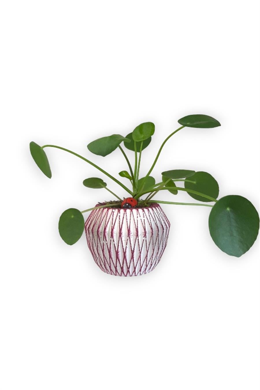 Çin Para Bitkisi | Mini Pilea | Pembe Saksıda | Yapraklı Salon Bitkileri