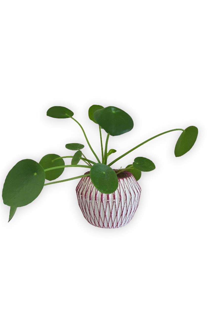 Çin Para Bitkisi | Mini Pilea | Pembe Saksıda | Yapraklı Salon Bitkileri