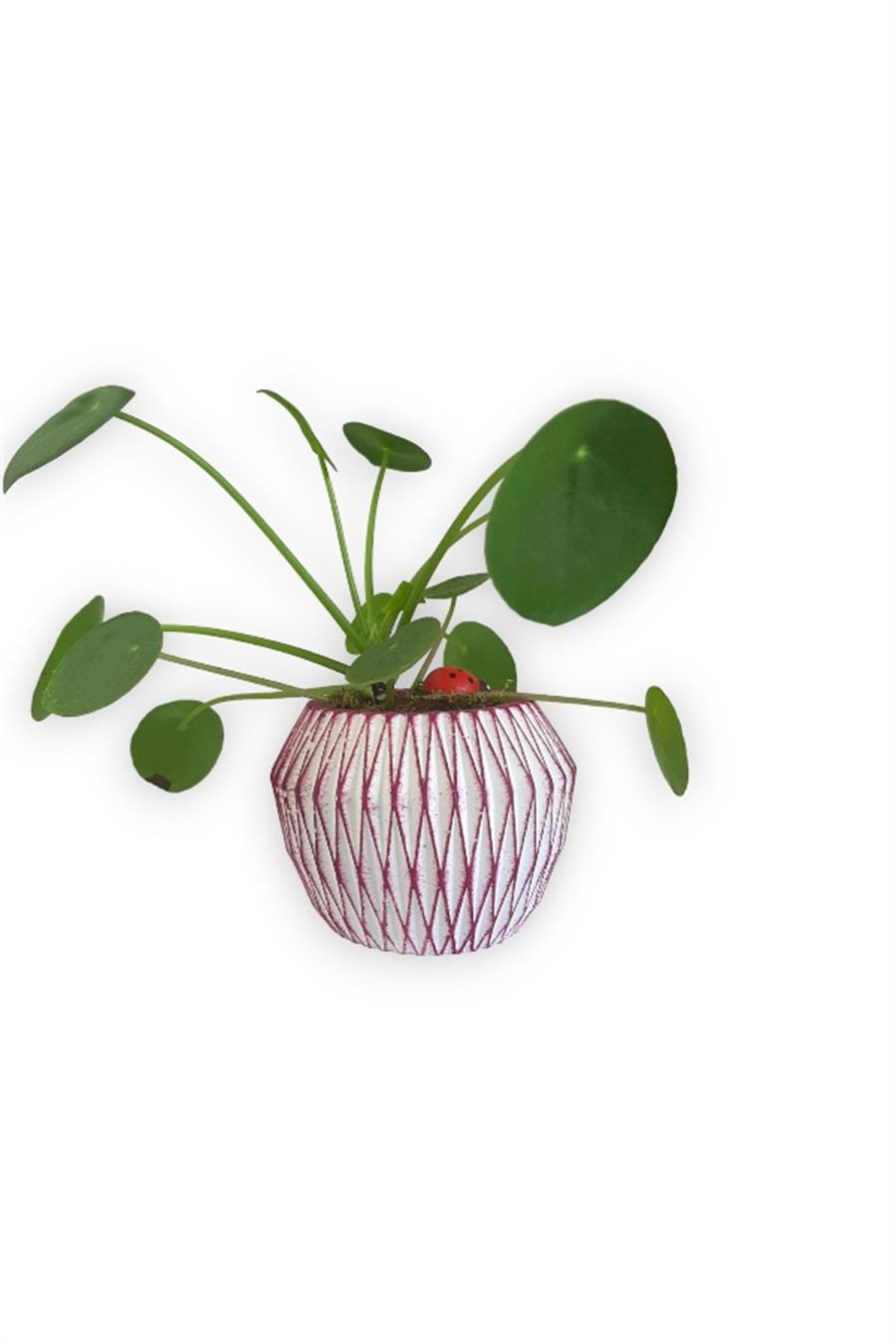 Çin Para Bitkisi | Mini Pilea | Pembe Saksıda | Yapraklı Salon Bitkileri