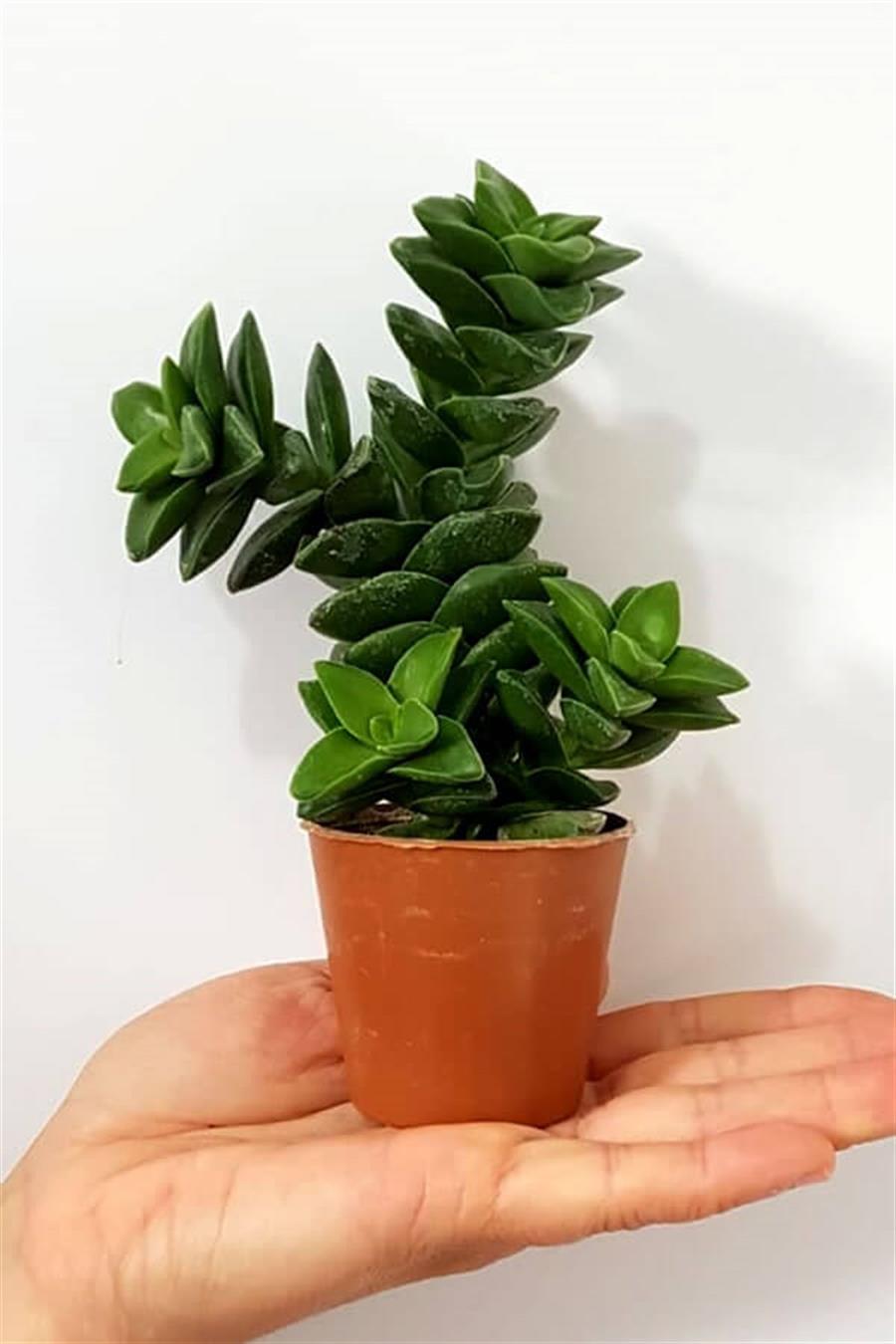 Crassula Springtime | Sukulentler