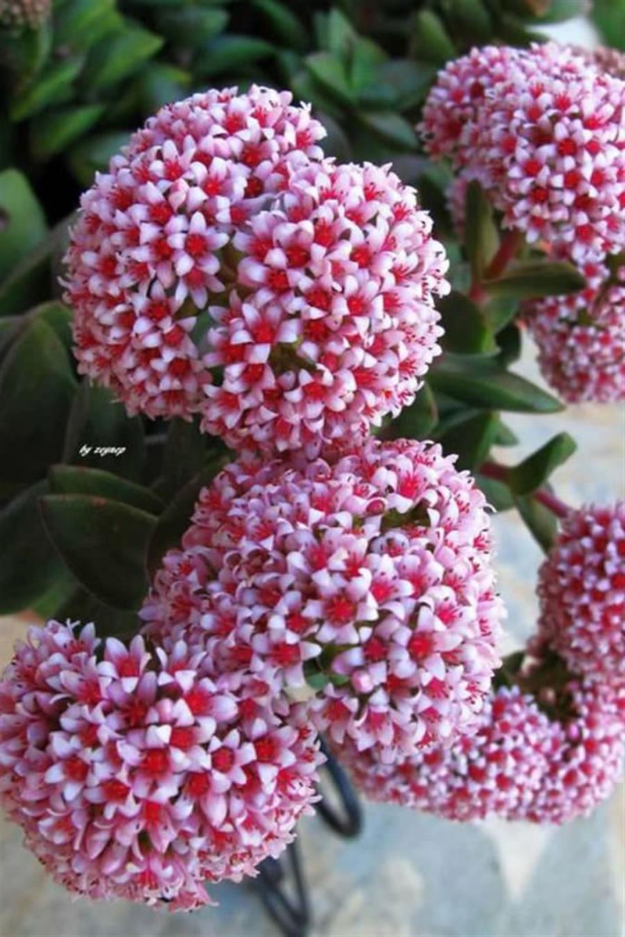 Crassula Springtime
