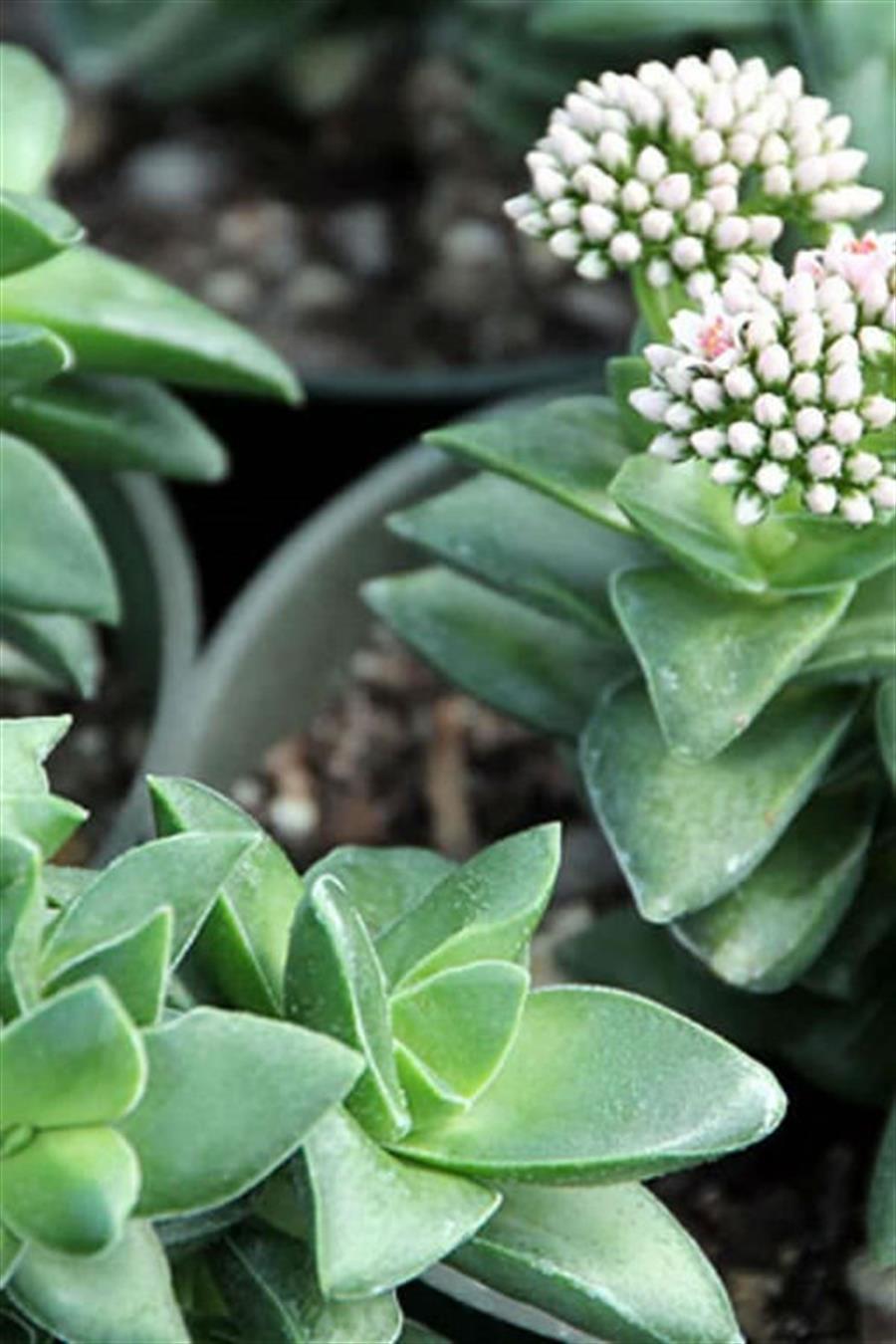 Crassula Springtime