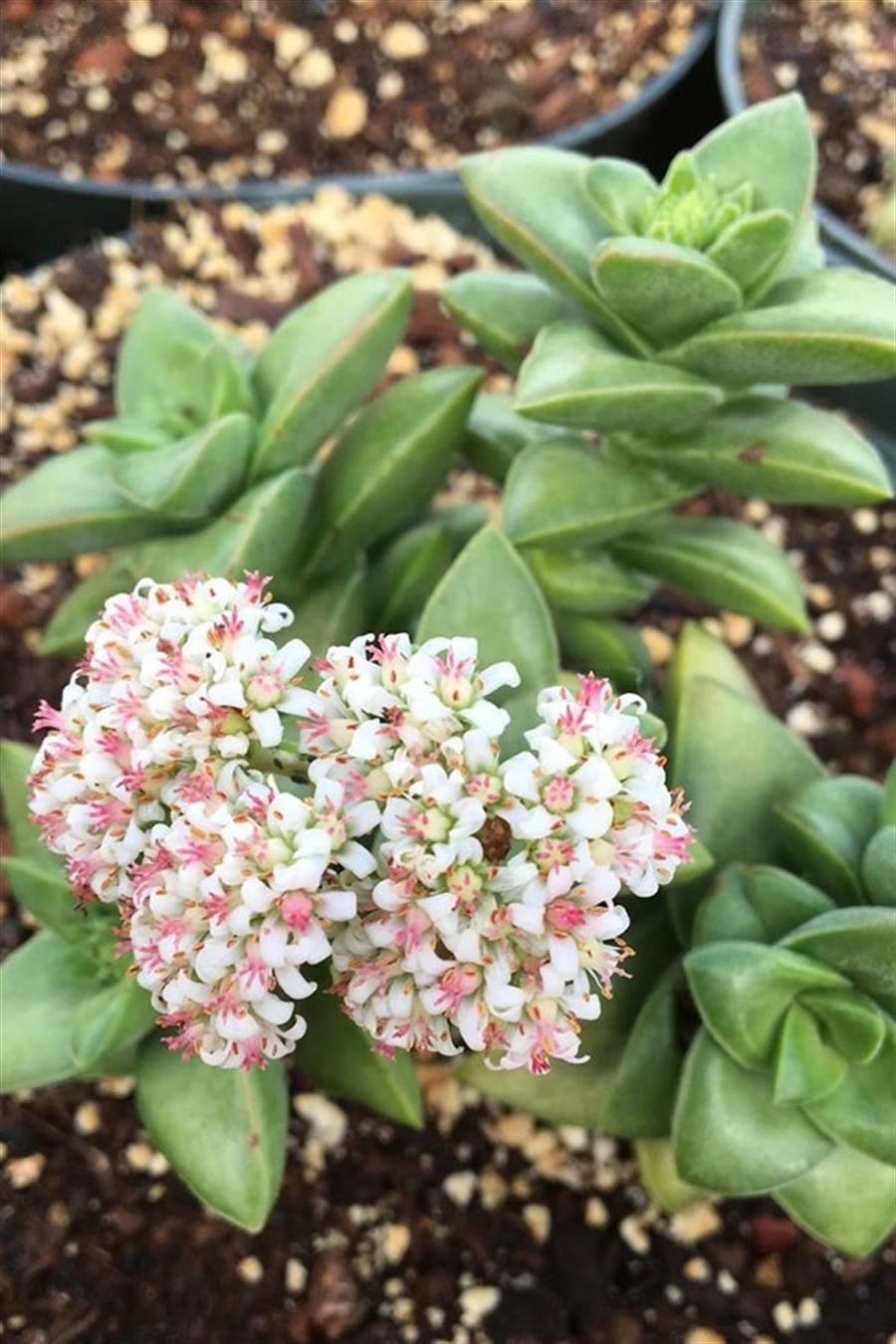 Crassula Springtime