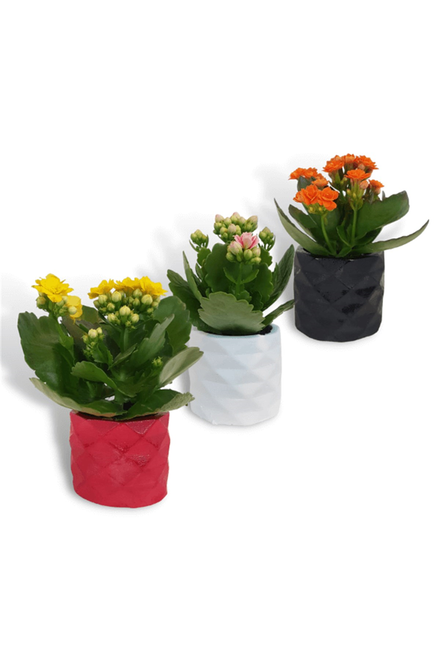 Dekoratif Saksıda Kalanchoe 5,5cm Çeşitli Renkler | Kalanchoe