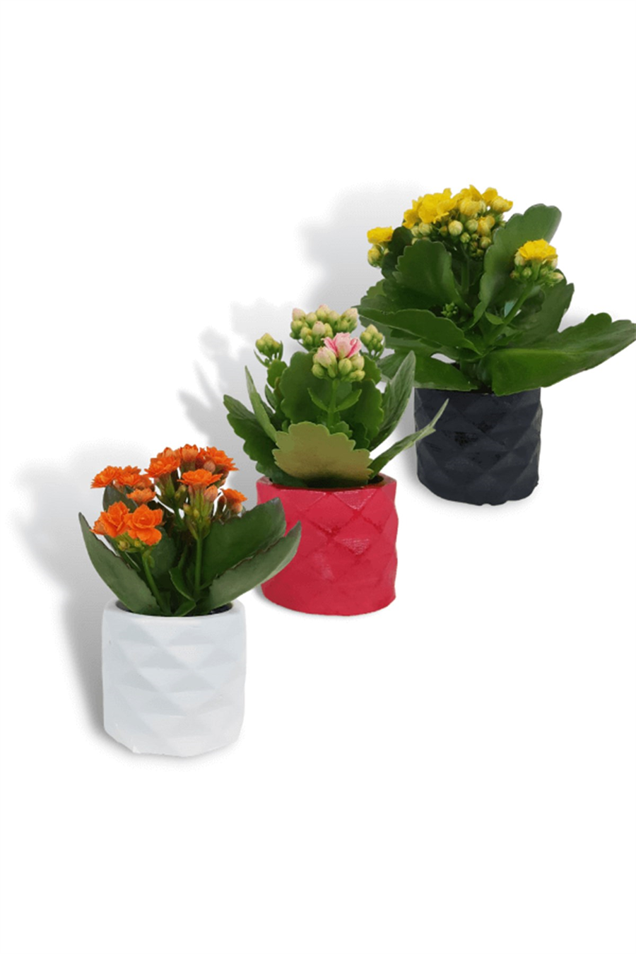 Dekoratif Saksıda Kalanchoe 5,5cm Çeşitli Renkler | Kalanchoe