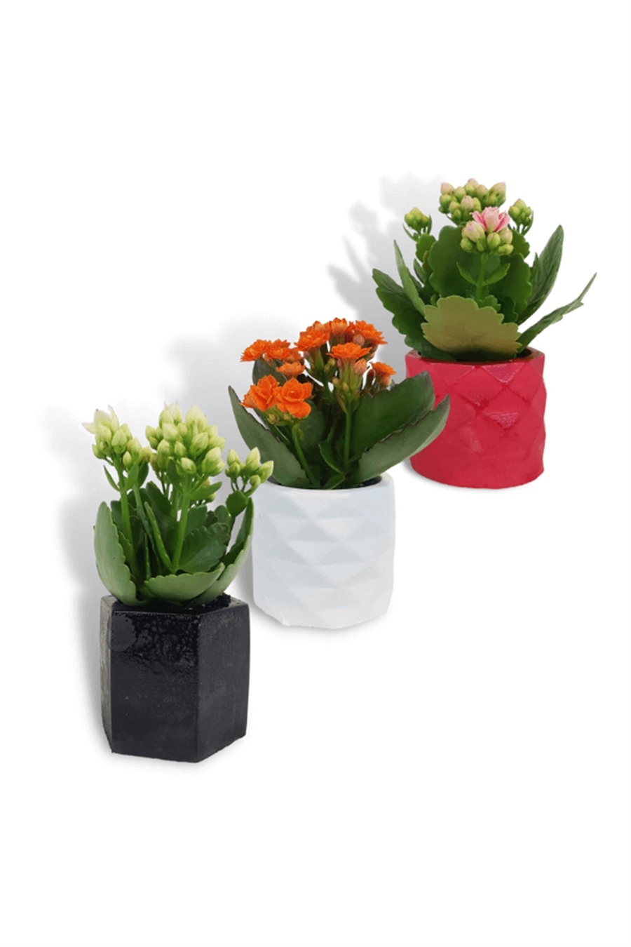 Dekoratif Saksıda Kalanchoe 5,5cm Çeşitli Renkler | Kalanchoe