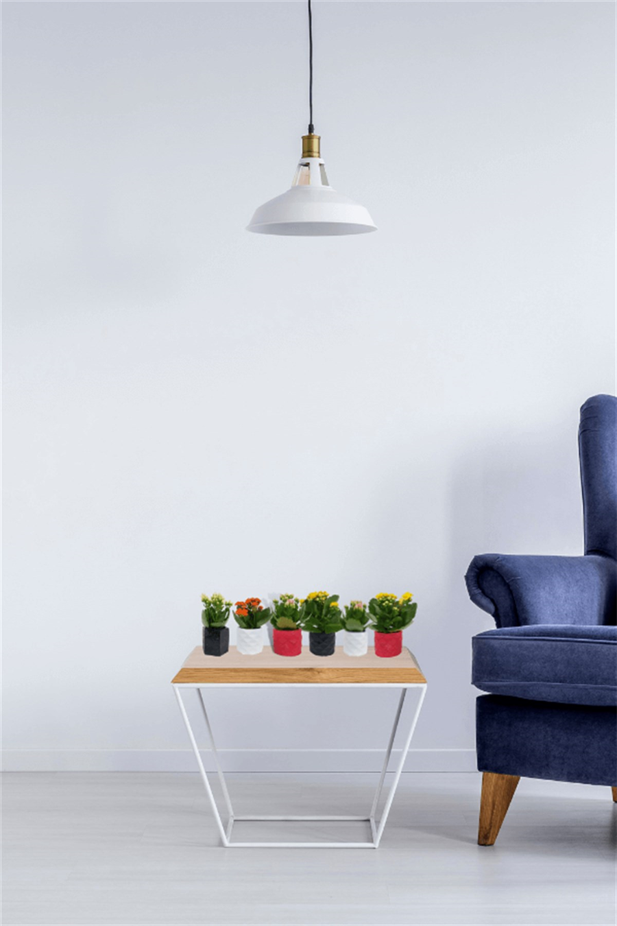 Dekoratif Saksıda Kalanchoe 5,5cm Çeşitli Renkler | Kalanchoe