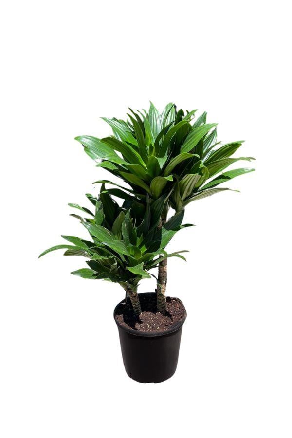 Dracaena Deremensis Compacta 2 gövdeli | YAPRAKLI SALON BİTKİLERİ