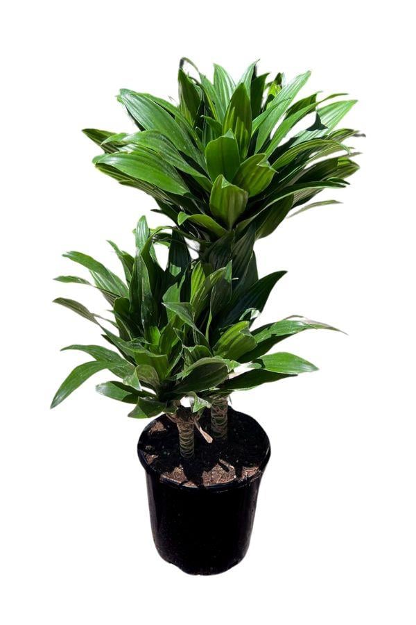 Dracaena Deremensis Compacta 2 gövdeli | YAPRAKLI SALON BİTKİLERİ