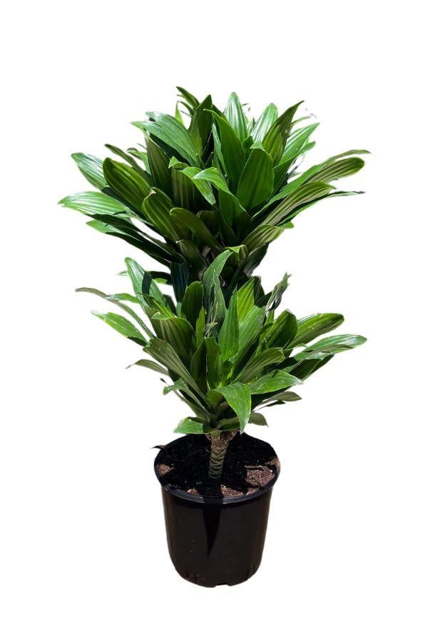Dracaena Deremensis Compacta 2 gövdeli | YAPRAKLI SALON BİTKİLERİ