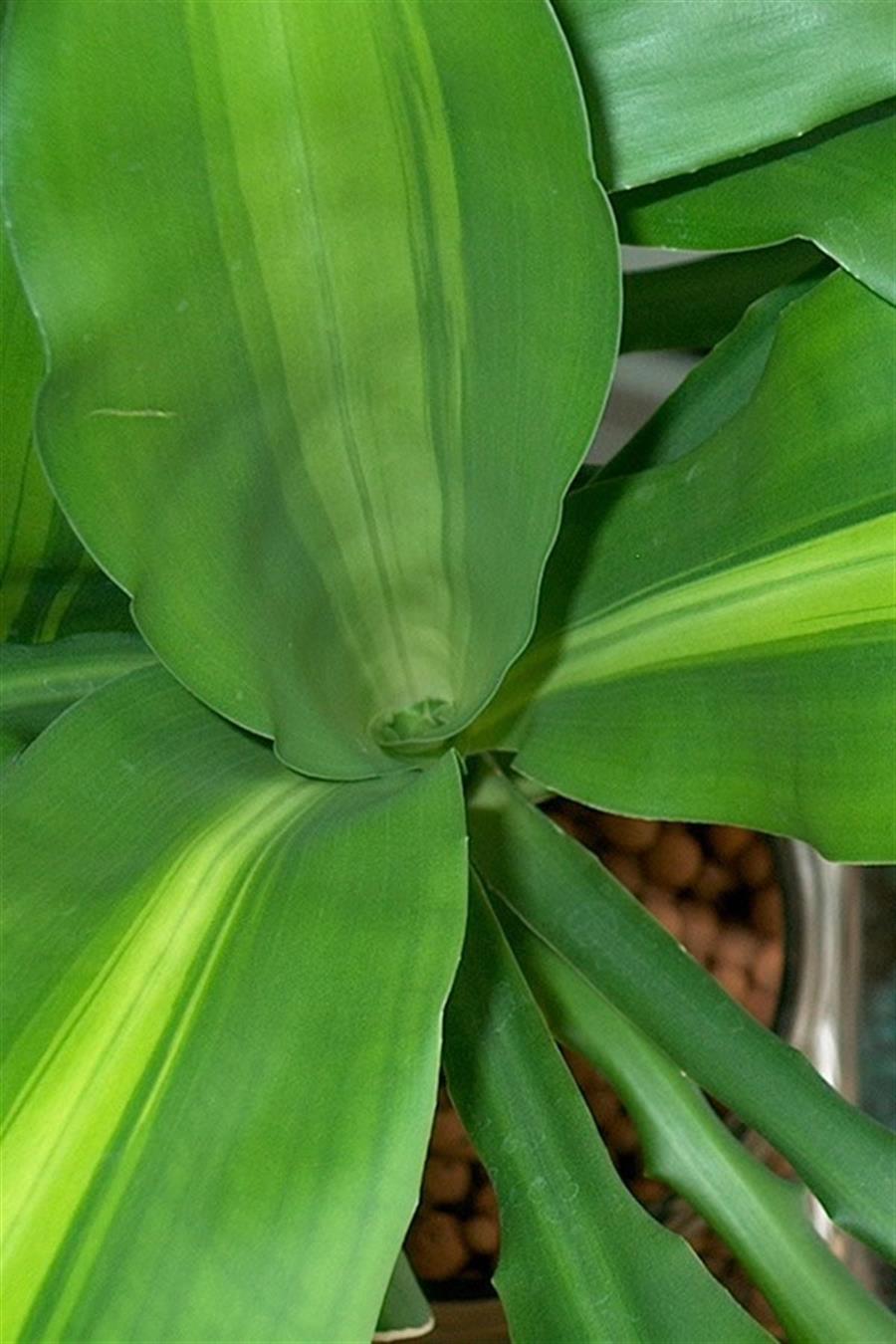 Dracena Massengena