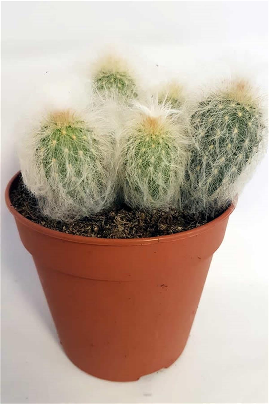 Espostoa Lanata | Jumbo Kaktüsler