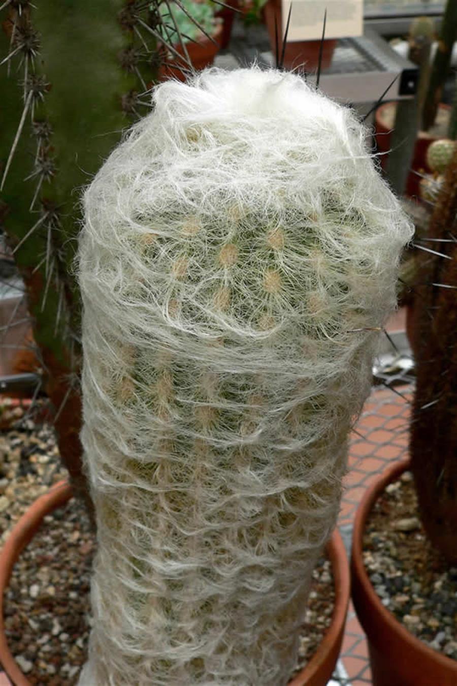 Espostoa Lanata | Jumbo Kaktüsler