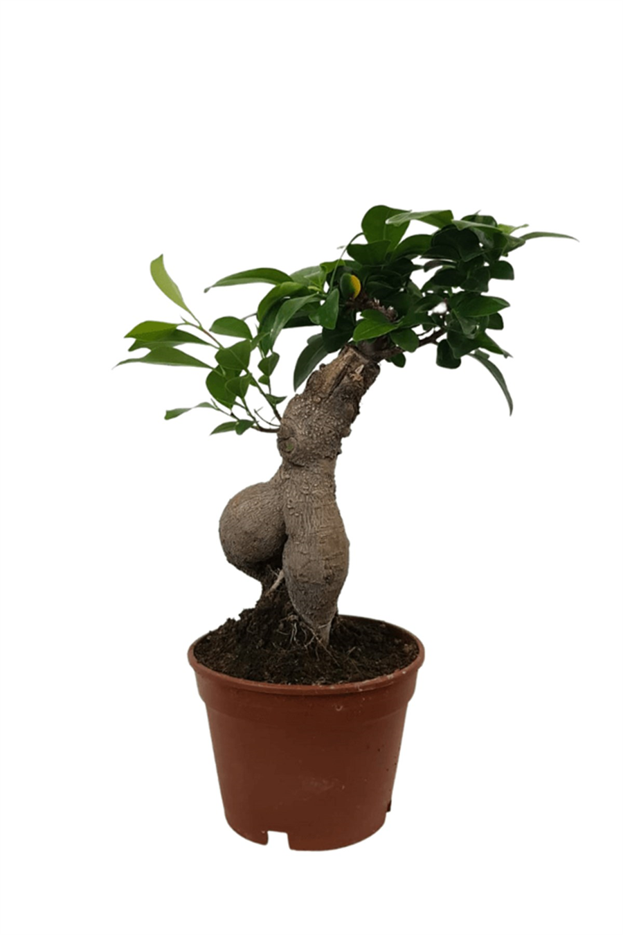 Ficus Ginseng Bonsai | Yapraklı Salon Bitkileri