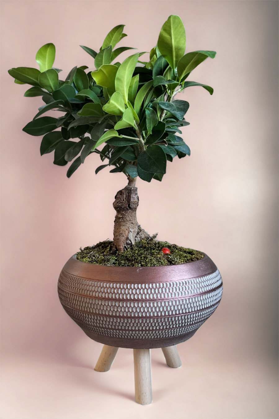 Ficus Ginseng Bonsai | Gold Ayaklı Saksıda | YAPRAKLI SALON BİTKİLERİ