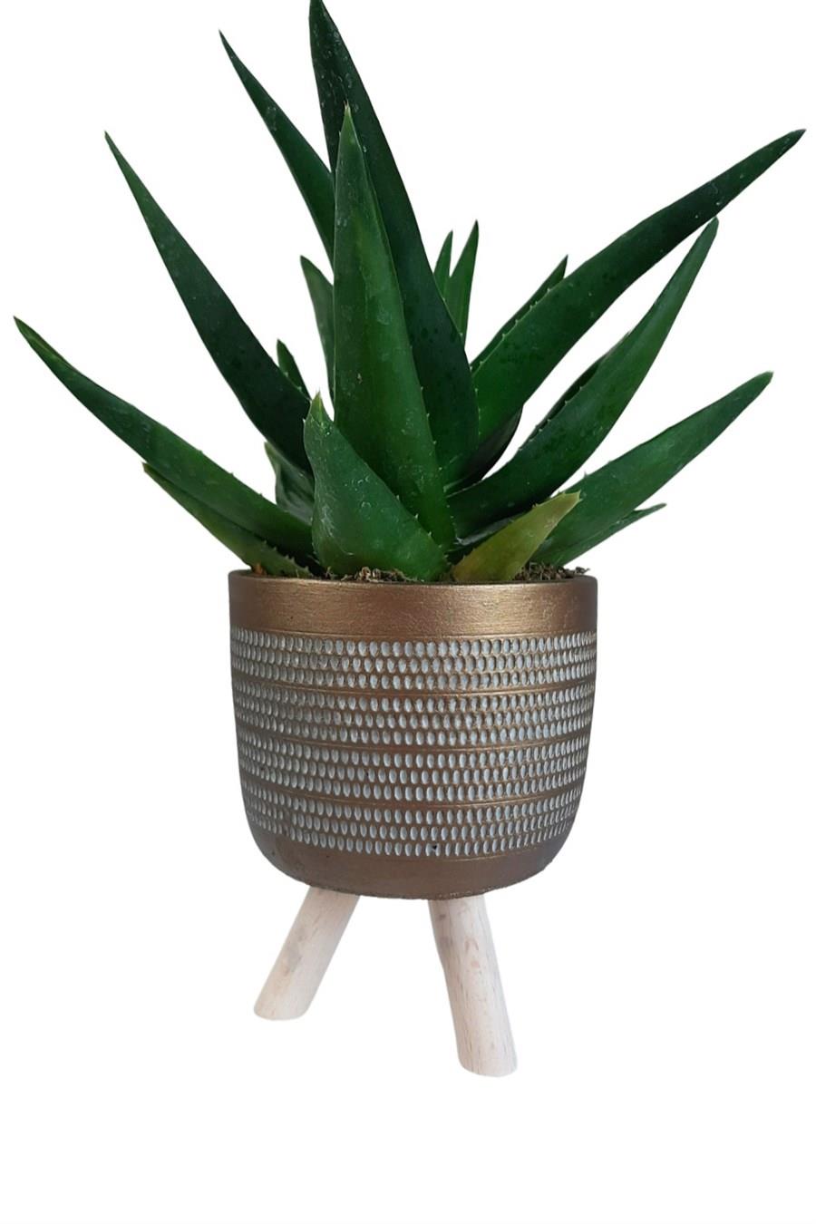 Gold Ayaklı Saksıda Aloe Brevifolia | Tasarım Çiçekler