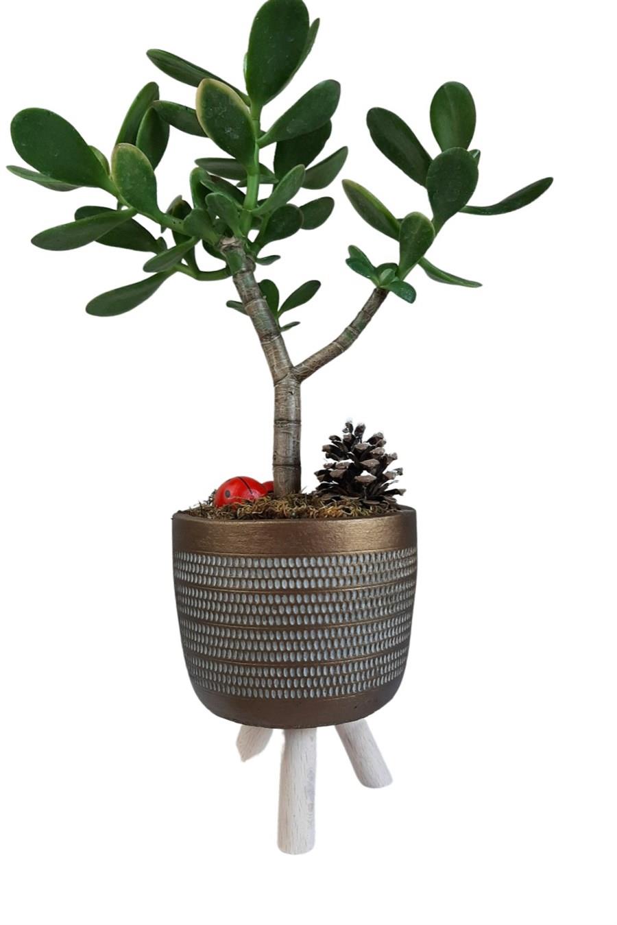 Gold Ayaklı Saksıda Crassula Ovata | Tasarım Çiçekler