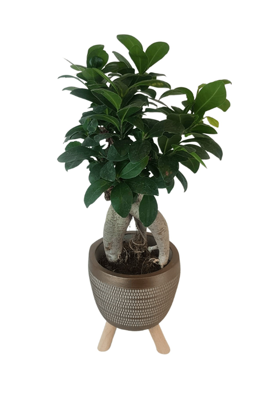Gold Damla Saksıda Ficus Ginseng Bonsai | Diğerleri
