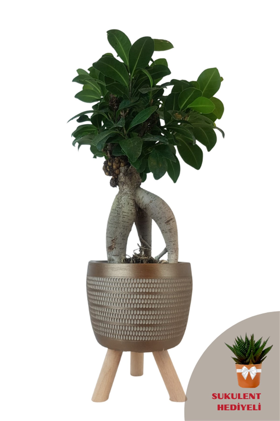 Gold Damla Saksıda Ficus Ginseng Bonsai | Diğerleri