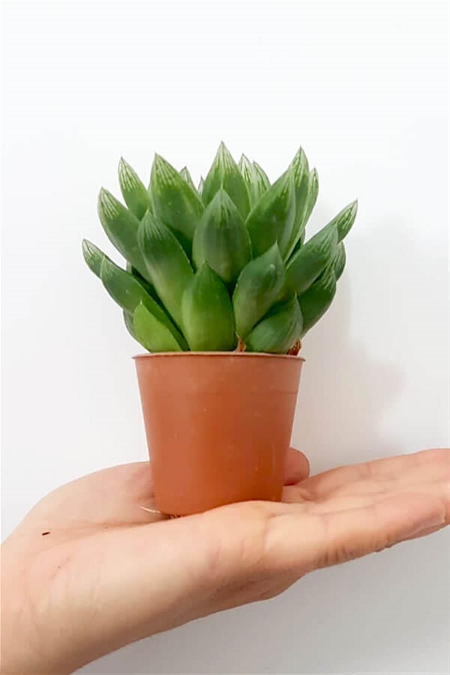 Haworthia Cymbiformis | Sukulentler
