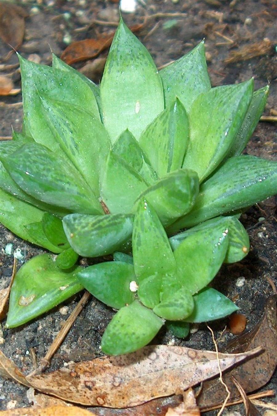 Haworthia Cymbiformis