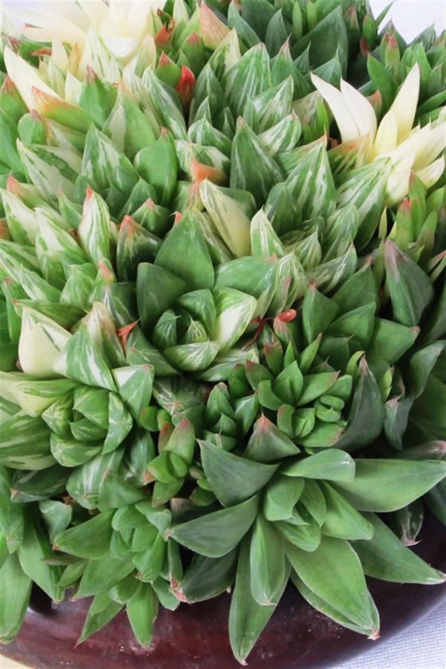 Haworthia Cymbiformis
