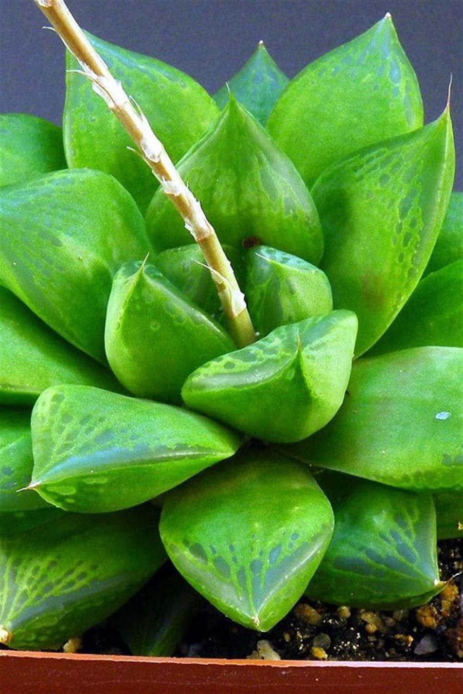 Haworthia Cymbiformis