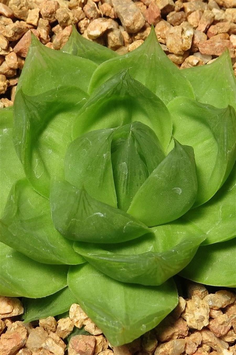 Haworthia Cymbiformis
