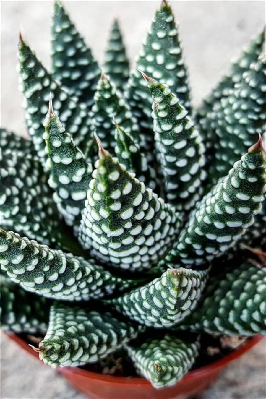 haworthia-fasciata-albert-