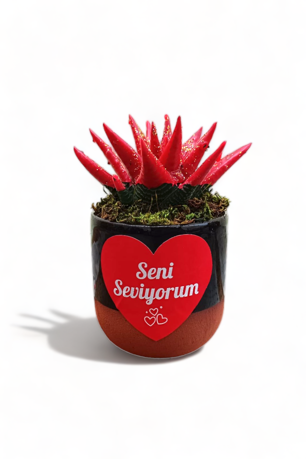 Haworthia Limifolia | Dekoratif Siyah Saksıda | HAWORTHIA