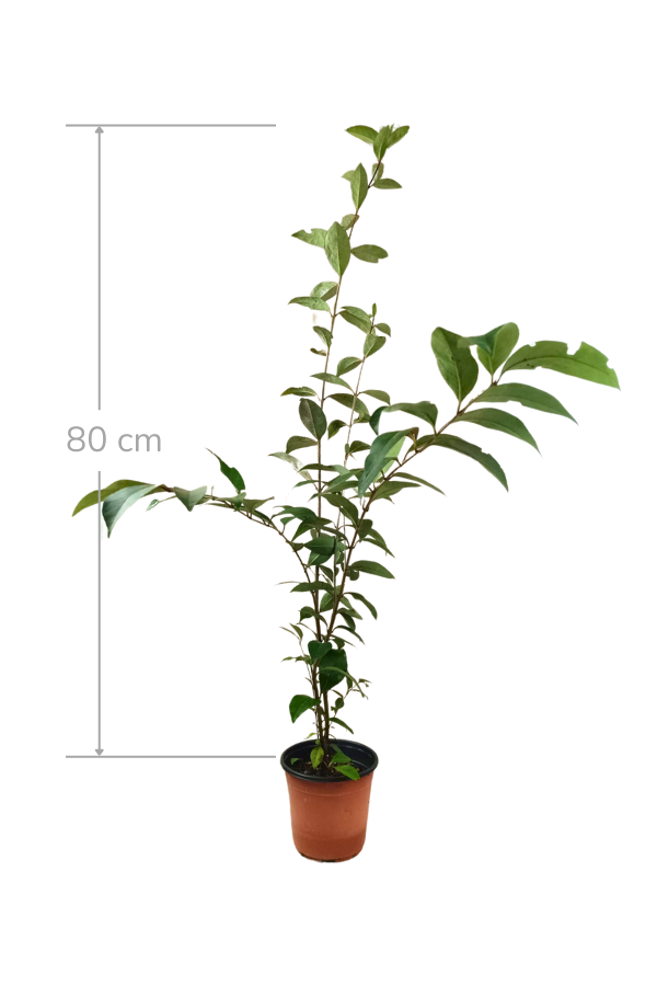 Japon Kurtbağrı 80 cm | ÇALILAR ve ÇİT BİTKİLERİ