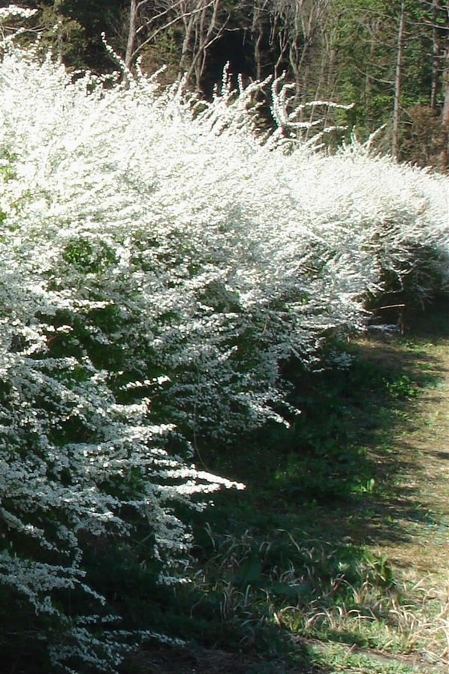 Keçisakalı