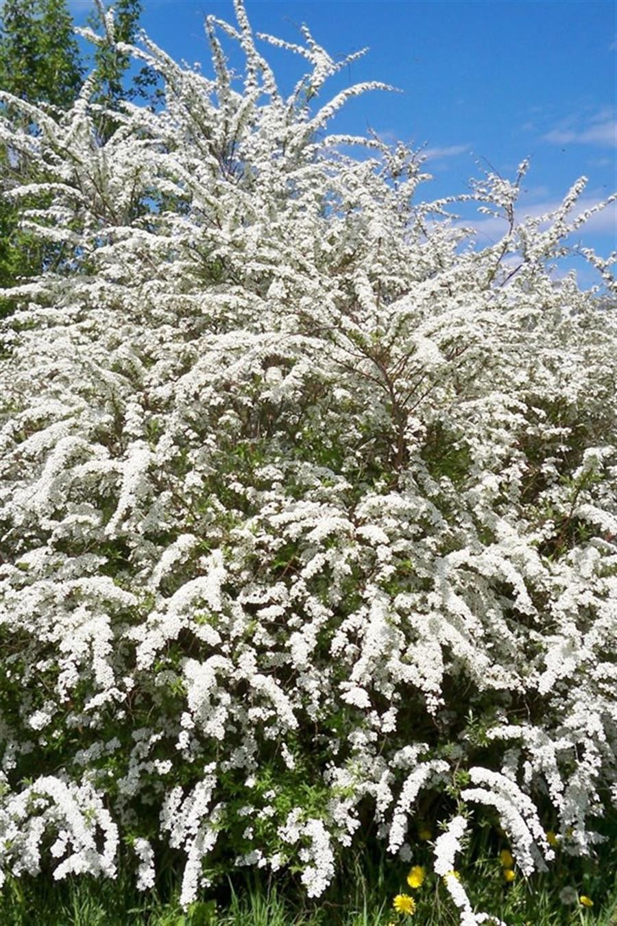 Keçisakalı