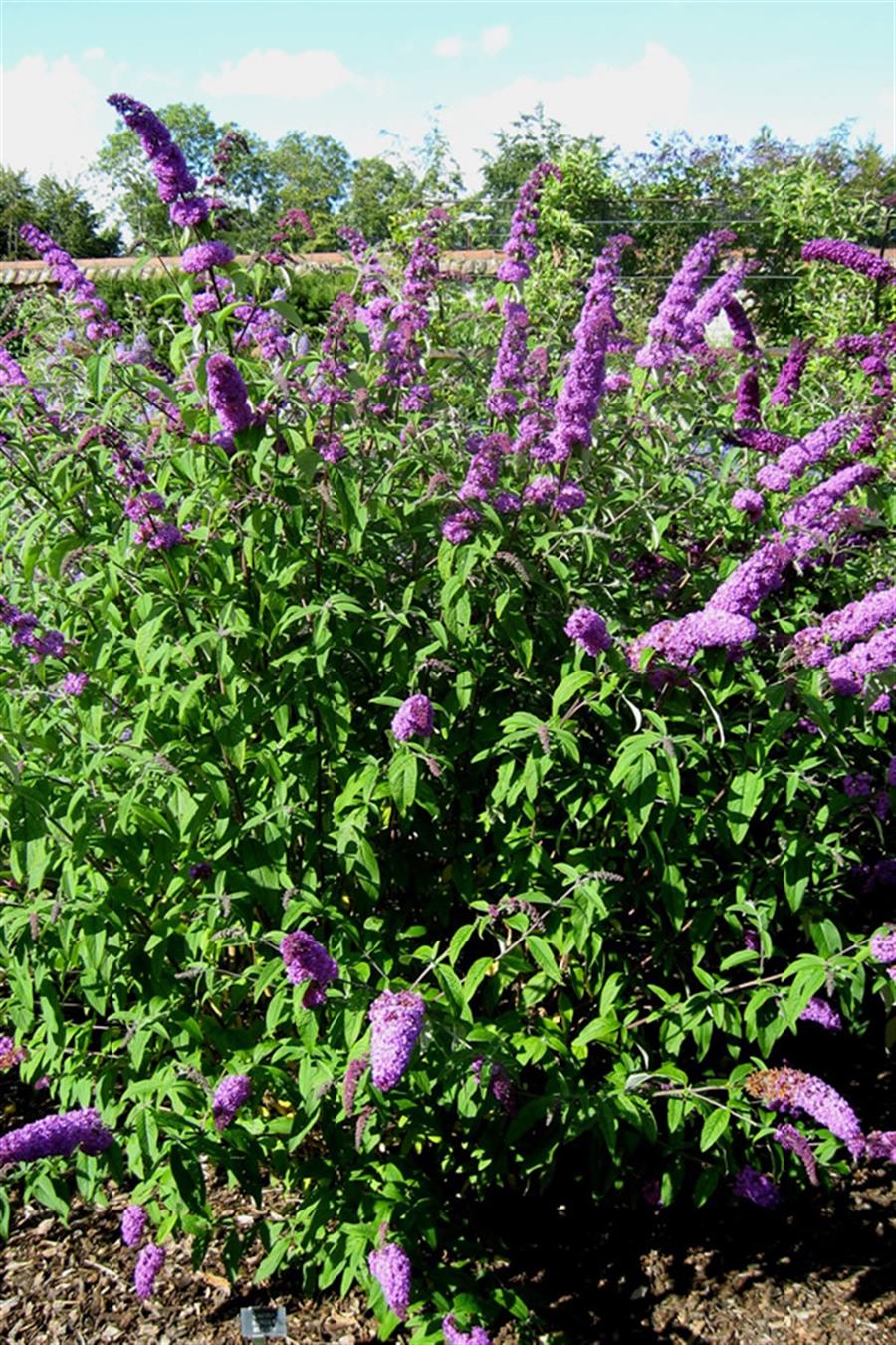 Kelebek çalısı