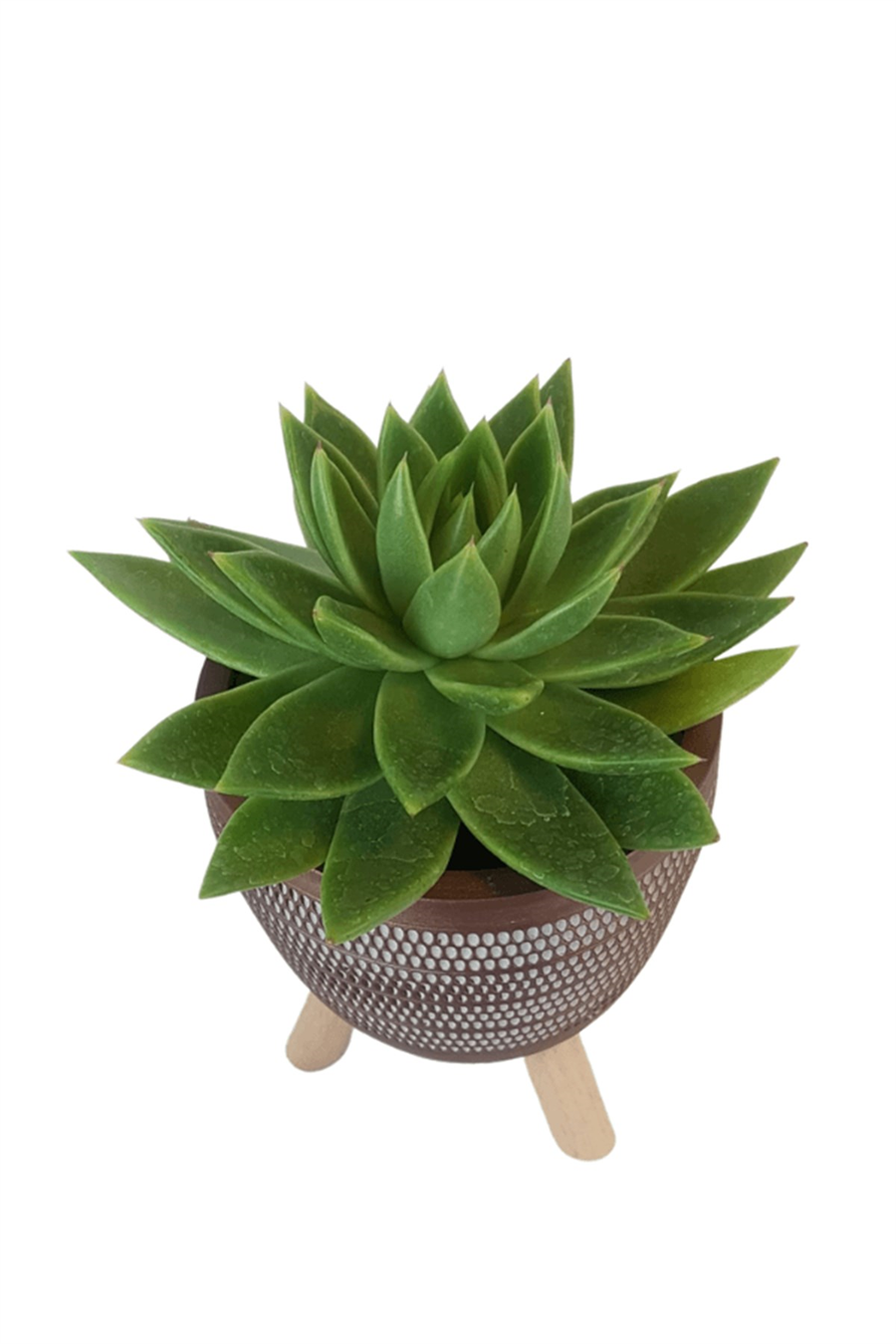 Kiremit Damla Saksıda Echeveria Agavoides | Sukulentler