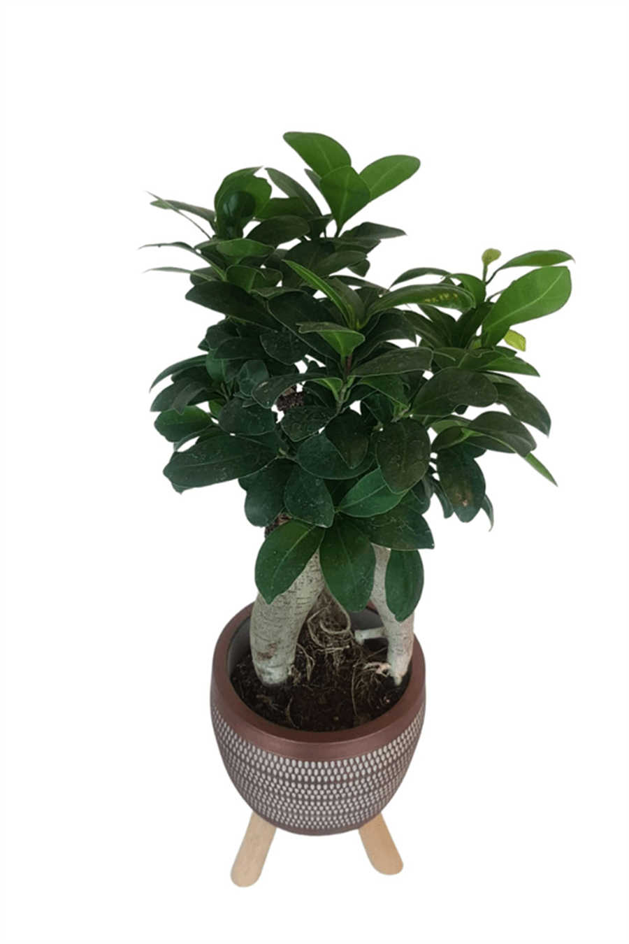 Kiremit Damla Saksıda Ficus Ginseng Bonsai | Diğerleri